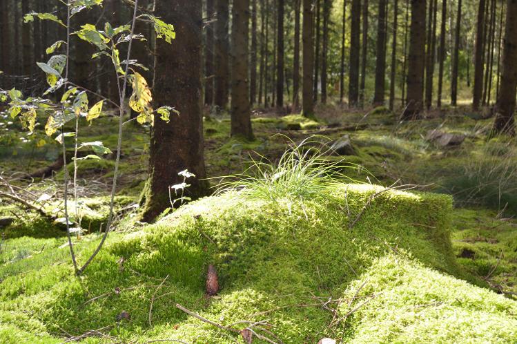 Välkommen till Kognitiv Beteende Träning